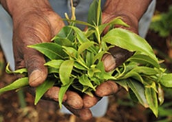 Khat plant