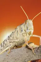 Locust