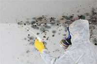 Black Mold